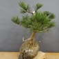Preview: Pinus Pumilio mugo