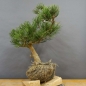 Preview: Pinus mugo Pumilio