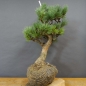 Preview: Pinus sylvestris Silberkiefer