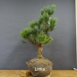 Preview: Pinus sylvestris Silberkiefer