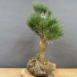 Preview: Pinus sylvestris Silberkiefer