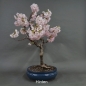 Preview: Blütenkirsche Bonsai