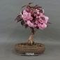 Preview: Blütenkirsche Bonsai