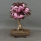Preview: Blütenkirsche Bonsai