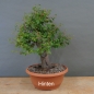 Preview: Prunus cerasifera, Mirabelle, hinten
