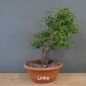 Preview: Prunus cerasifera, Mirabelle, links