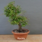 Preview: Prunus cerasifera, Mirabelle, rechts
