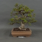 Preview: Carpinus betulus, Hainbuche, Bonsai