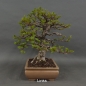 Preview: Carpinus betulus, Hainbuche, Bonsai