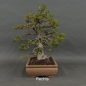 Preview: Carpinus betulus, Hainbuche, Bonsai
