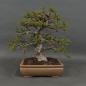 Preview: Carpinus betulus, Hainbuche, Bonsai