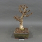Preview: Euonymus alatus, Bonsai