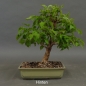Preview: Bonsai, Cornus mas, hinten