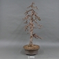Preview: Larix, Lärche, Bonsai