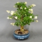 Preview: Liguster, Ligustrum vulgare