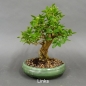 Preview: Liguster, Ligustrum vulgare