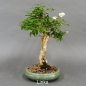 Preview: Liguster, Ligustrum vulgare