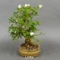 Preview: Liguster, Ligustrum vulgare