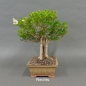 Preview: Liguster, Ligustrum vulgare, rechts
