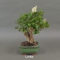 Preview: Liguster, Ligustrum vulgare