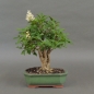 Preview: Liguster, Ligustrum vulgare