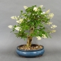 Preview: Liguster, Ligustrum vulgare