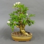 Preview: Liguster, Ligustrum vulgare