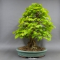 Preview: Bonsai, Linde