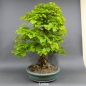 Preview: Bonsai, Linde