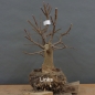 Preview: Tilia, cordata, Linde, Winterlinde, Bonsai