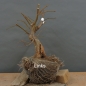 Preview: Tilia, cordata, Linde, Winterlinde, Bonsai