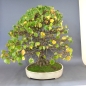 Preview: Bonsai, Linde, Herbst