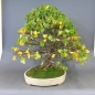 Preview: Bonsai, Linde, Herbst