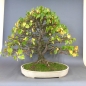 Preview: Bonsai, Linde, Sommer