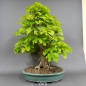 Preview: Bonsai, Linde