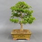 Preview: Bonsai, Faecherahorn