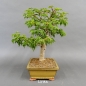 Preview: Bonsai, Faecherahorn
