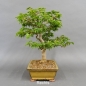 Preview: Bonsai, Faecherahorn