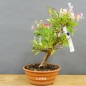 Preview: Bonsai Lonicera x heckrottii