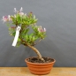 Preview: Bonsai Lonicera x heckrottii