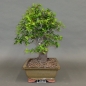 Preview: Mirabelle, Bonsai