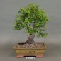 Preview: Mirabelle, Bonsai