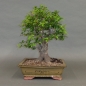 Preview: Mirabelle, Bonsai