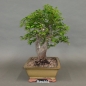 Preview: Mirabelle, Bonsai
