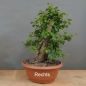 Preview: Prunus cerasifera, Mirabelle, rechts