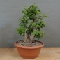 Preview: Prunus cerasifera, Mirabelle, vorn