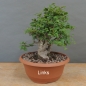 Preview: Prunus cerasifera, Mirabelle, links