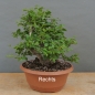 Preview: Prunus cerasifera, Mirabelle, rechts