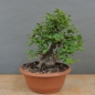 Preview: Prunus cerasifera, Mirabelle, vorn