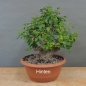 Preview: Prunus cerasifera, Mirabelle, hinten